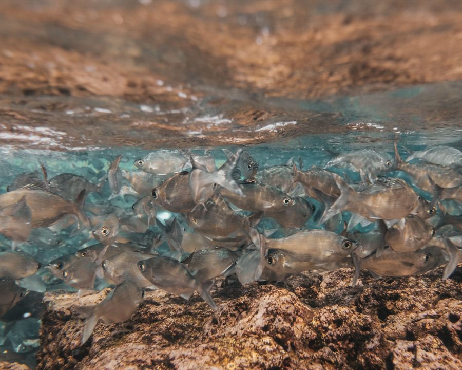 School of Hawaiian flagtail fish swimming over a rocky reef