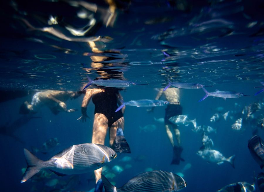 Snorkelers swimming among reef fish in clear Hawaiian water, as on a Molokini crater snorkeling stop