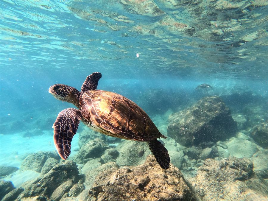 Green sea turtle gliding over rocks and coral in shallow Hawaiian water