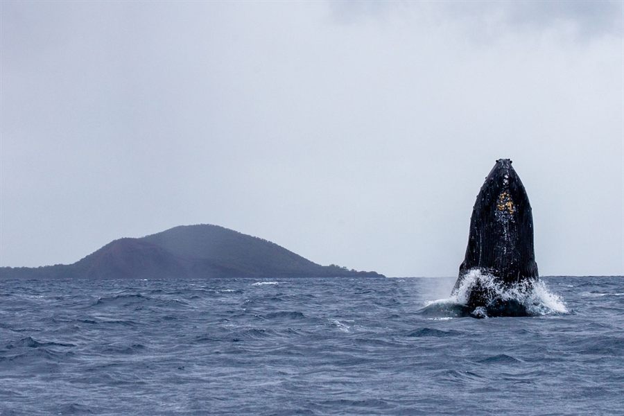 Humpback whale breaching in the channel off Maui