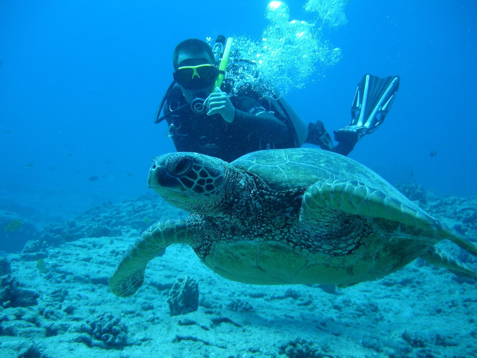 Scuba diver swimming alongside a green sea turtle over a sandy Hawaiian reef