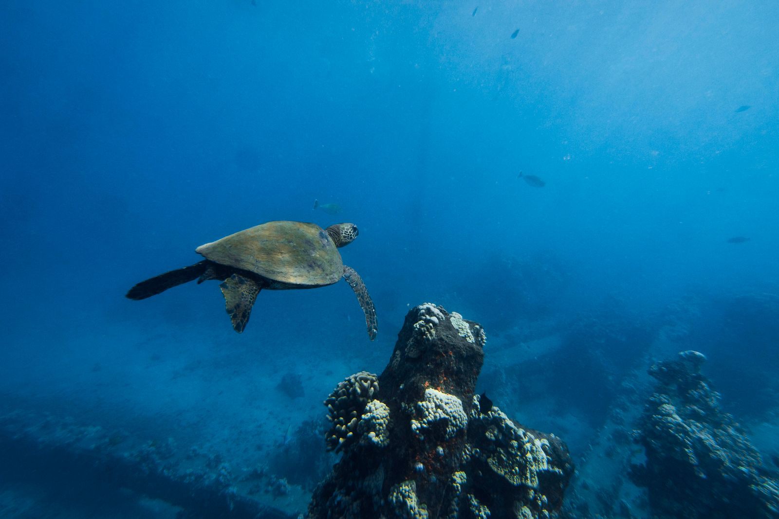 Green sea turtle swimming above coral heads off Maui, a reminder to look but not touch