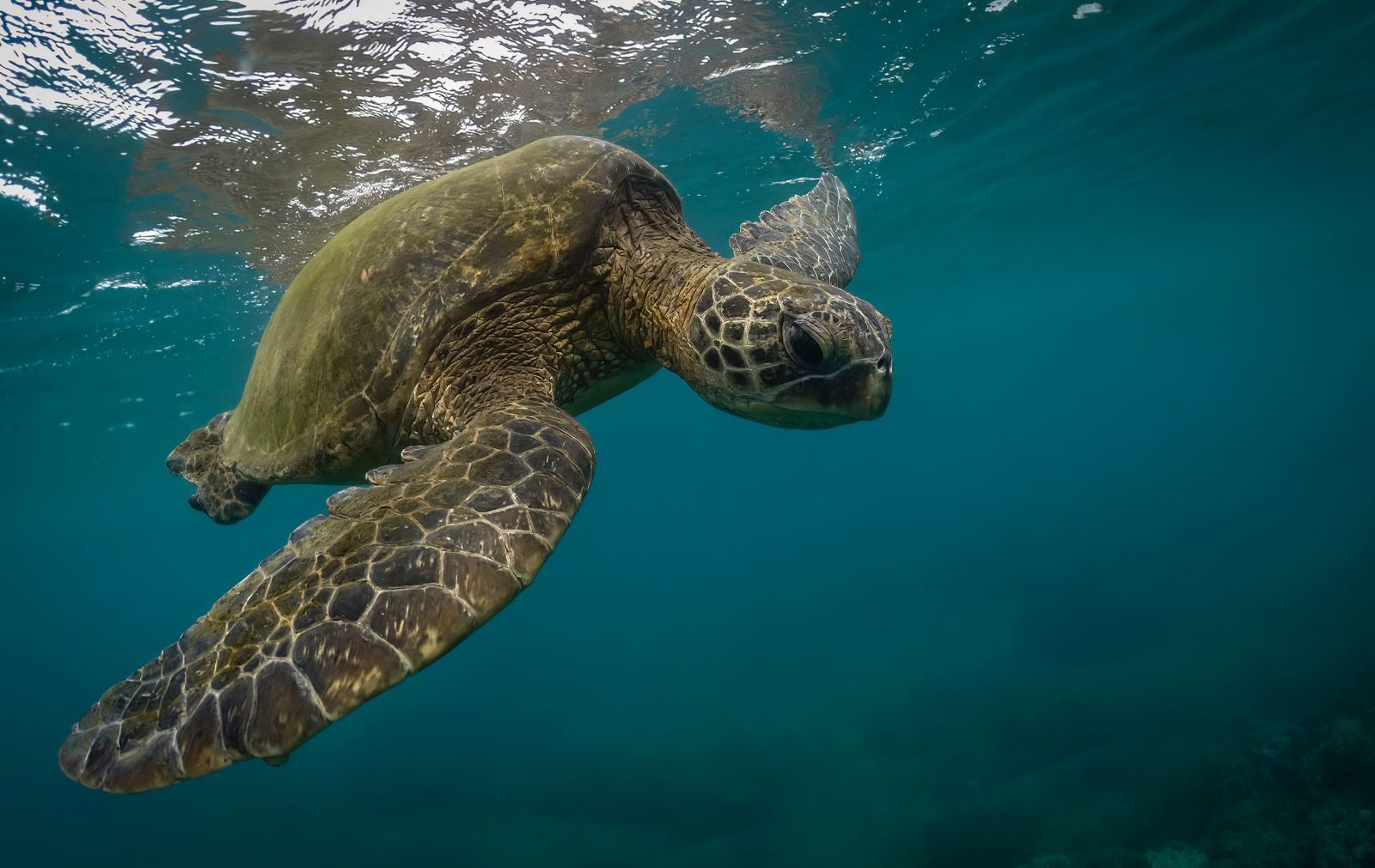 Green sea turtle swimming close to the surface in clear Hawaiian water, a Turtle Town snorkeling sight